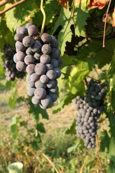 La Quercia Moncalvo